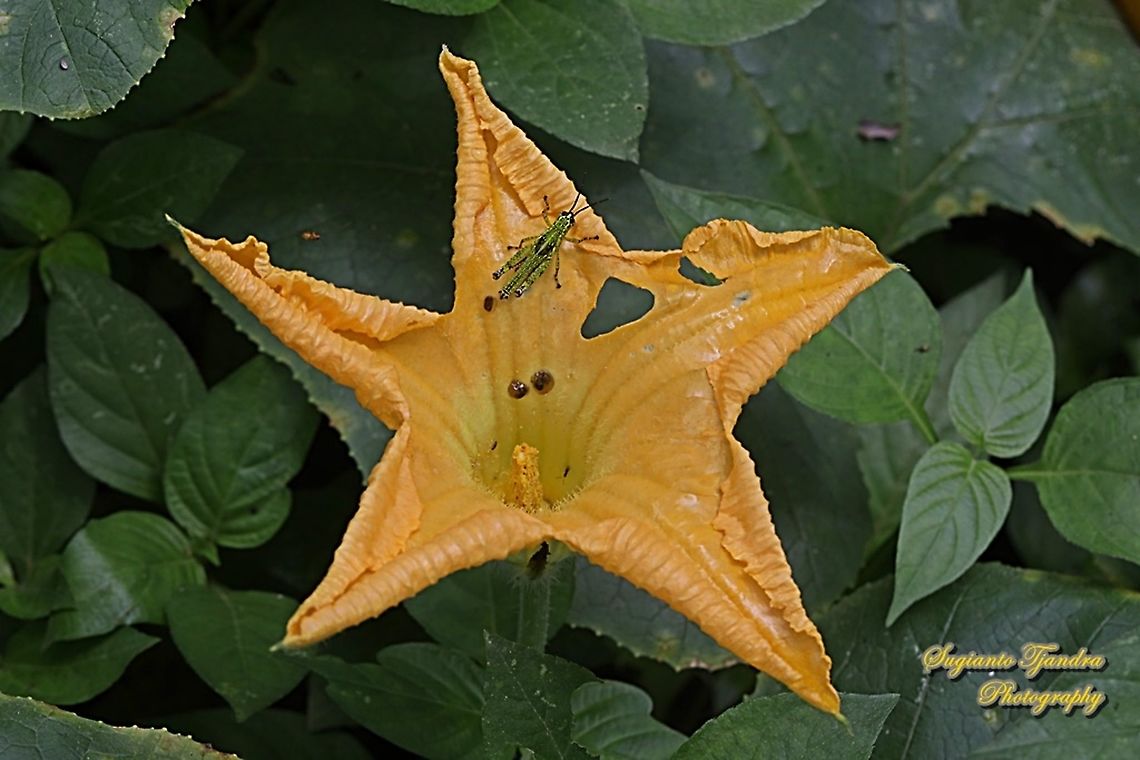 Grasshopper nymph standing on the Pumpkin flower, Cucurbita moschata  Cucurbita moschata,Geotagged,Indonesia,Spring,Squash or Pumpkin