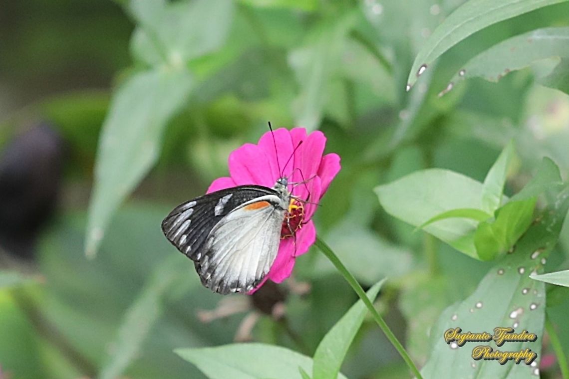 The Jezebel, Delias belisama belisama "sucking nectar on the Zinnia flower"  Delias belisama,Geotagged,Indonesia,Spring