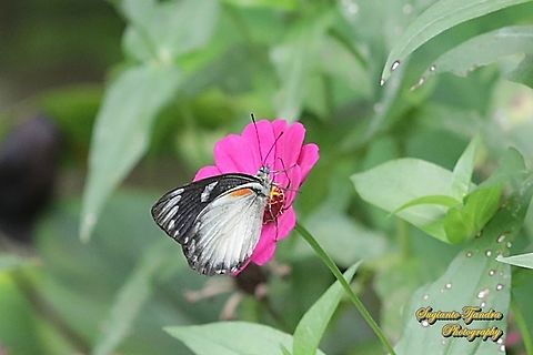 The Jezebel, Delias belisama belisama "sucking nectar on the Zinnia flower"  Delias belisama,Geotagged,Indonesia,Spring
