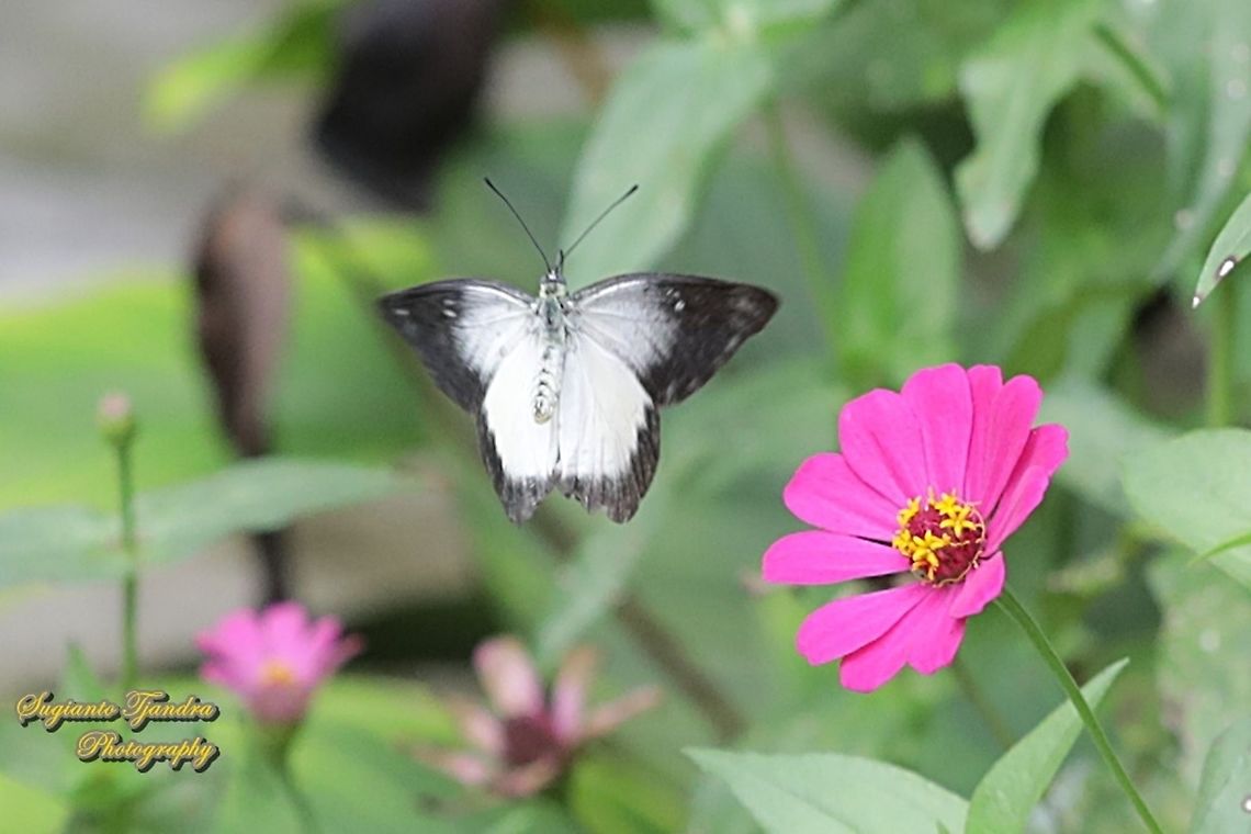 The Jezebel, Delias belisama belisama "flying over the Zinnia flower"  Delias belisama,Geotagged,Indonesia,Spring