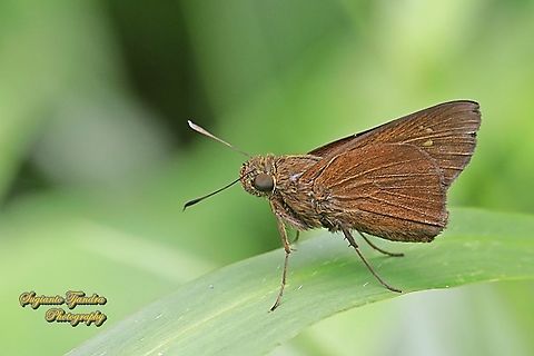 Skipper butterfly, paintbrush swift, Baoris farri  Baoris farri,Geotagged,Indonesia,Paintbrush Swift,Spring