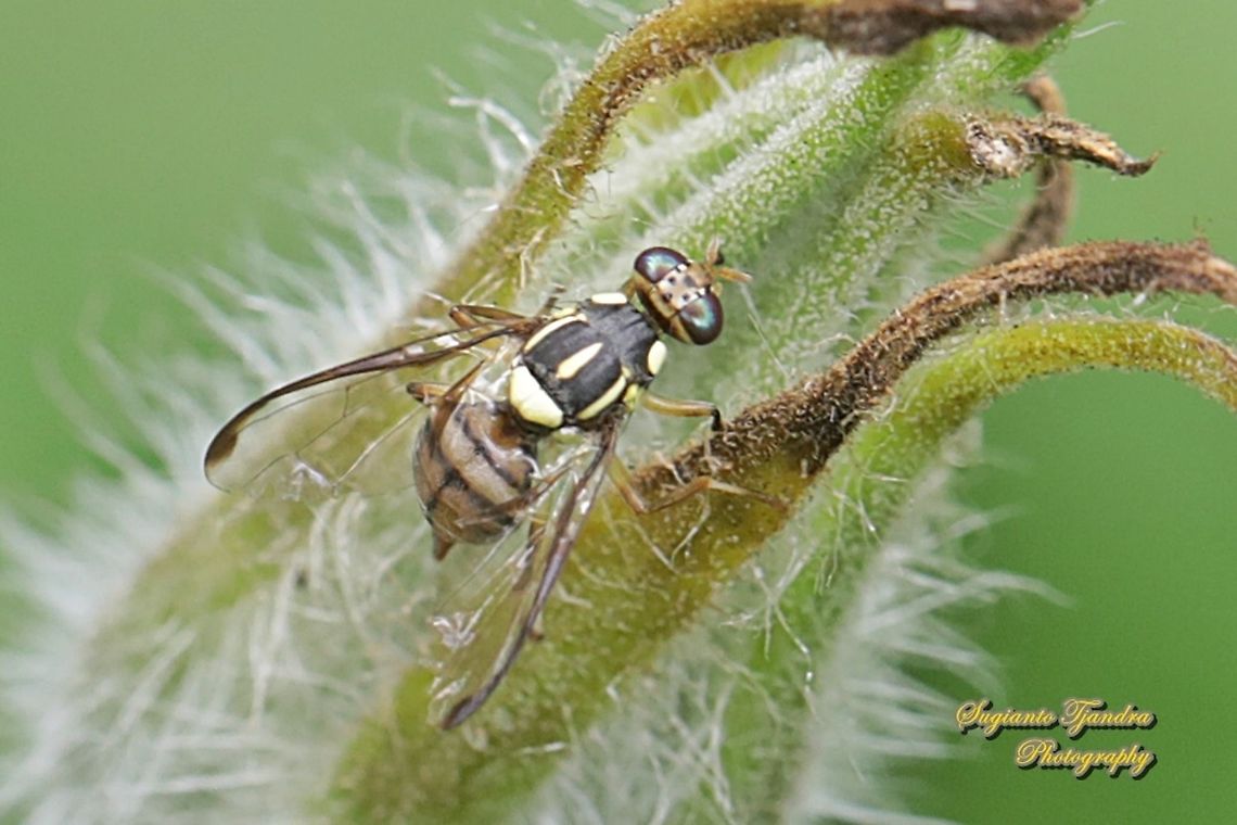 Fruit fly, Bactrocera (Zeugodacus) tau  Geotagged,Indonesia,Spring,Zeugodacus tau