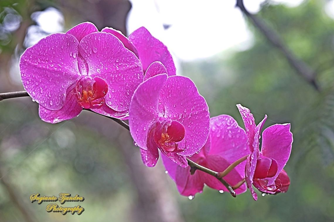 Pink Orchid flower, Phalaenopsis (Orchidaceae)  Geotagged,Indonesia,Spring