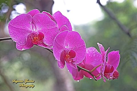 Pink Orchid flower, Phalaenopsis (Orchidaceae)  Geotagged,Indonesia,Spring