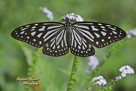 Blue Glassy Tiger Butterfly, Ideopsis vulgaris "sucking nectar on the Sangketan flowers (Indian Heliotrope), Heliotropium indicum"  Blue Glassy Tiger,Geotagged,Ideopsis vulgaris,Indonesia,Spring