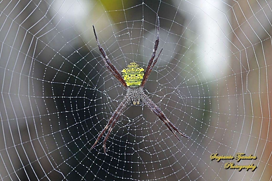 Orb-weaving spider, Argiope appensa, family Araneidae  Argiope appensa,Geotagged,Hawaiian Garden Spider,Indonesia,Spring
