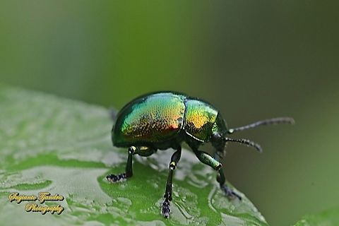 Metallic green leaf beetle, Subfamily Eumolpinae, family Chrysomelidae  Geotagged,Indonesia,Spring