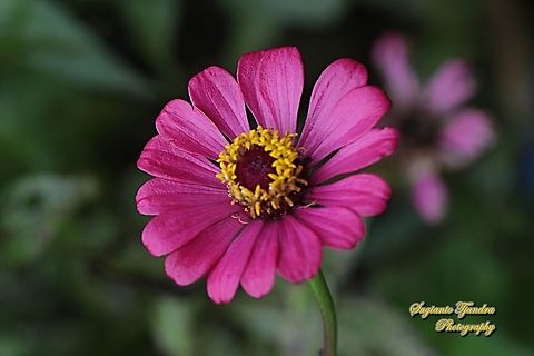 Zinnia flower, Zinnia elegans  Geotagged,Indonesia,Spring,Zinnia elegans