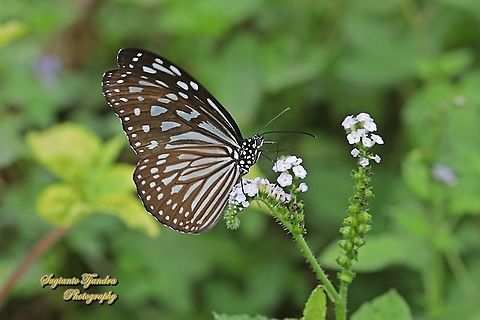 Blue Glassy Tiger Butterfly, Ideopsis vulgaris "sucking nectar on the Sangketan flowers (Indian Heliotrope), Heliotropium indicum"  Blue Glassy Tiger,Geotagged,Ideopsis vulgaris,Indonesia,Spring