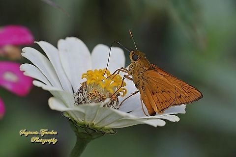 Skipper Butterfly - Yellow Palm Dart, Cephrenes trichopepla "sucking nectar on the Zinnia flower"  Cephrenes trichopepla,Geotagged,Indonesia,Spring,Yellow palm dart
