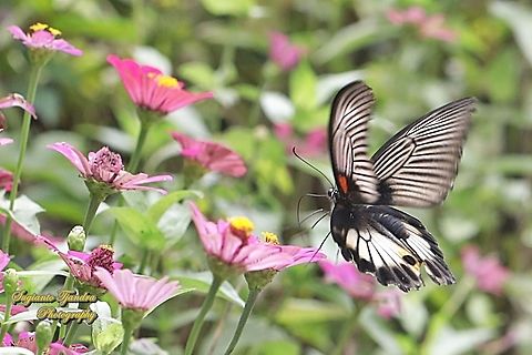 Great Mormon Butterfly, Papilio memnon memnon f. hiera "flying on to the Zinnia flowers"  Geotagged,Great Mormon,Indonesia,Papilio memnon,Spring