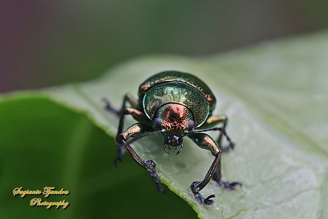 Metallic green leaf beetle, Subfamily Eumolpinae, family Chrysomelidae  Geotagged,Indonesia,Spring