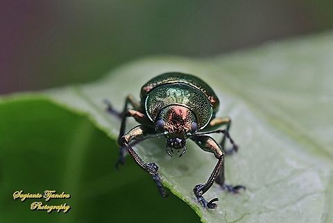 Metallic green leaf beetle, Subfamily Eumolpinae, family Chrysomelidae  Geotagged,Indonesia,Spring