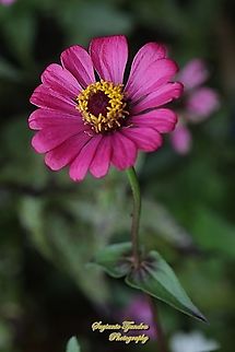 Zinnia flower, Zinnia elegans  Geotagged,Indonesia,Spring,Zinnia elegans