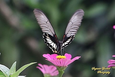 Great Mormon Butterfly, Papilio memnon memnon f. hiera "sucking nectar on the Zinnia flowers"  Geotagged,Great Mormon,Indonesia,Papilio memnon,Spring
