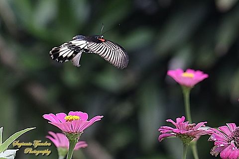 Great Mormon Butterfly, Papilio memnon memnon f. hiera "flying over the Zinnia flowers"  Geotagged,Great Mormon,Indonesia,Papilio memnon,Spring