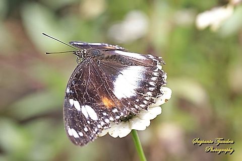 Great eggfly, Hypolimnas bolina bolina - female, upperside "standing on the Zinnia flower"  Geotagged,Great eggfly,Hypolimnas bolina,Indonesia,Spring