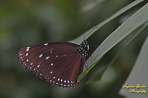 Blue-banded king crow, Euploea eunice eunice  Blue-banded king crow,Euploea eunice,Geotagged,Indonesia,Spring