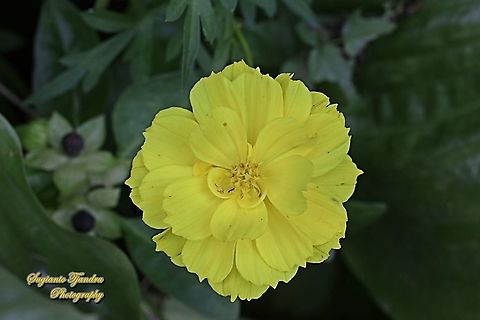 Yellow Cosmos flower (Cosmos sulphureus)  Cosmos sulphureus,Geotagged,Indonesia,Sulfur Cosmos,Summer
