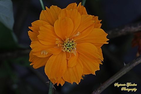 Orange Cosmos flower (Cosmos sulphureus)  Cosmos sulphureus,Geotagged,Indonesia,Sulfur Cosmos,Summer