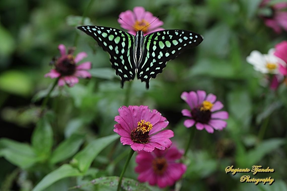 Tailed Jay Butterfly, Graphium agamemnon "flying over the Zinnia flowers"  Geotagged,Graphium agamemnon,Indonesia,Spring,Tailed Jay