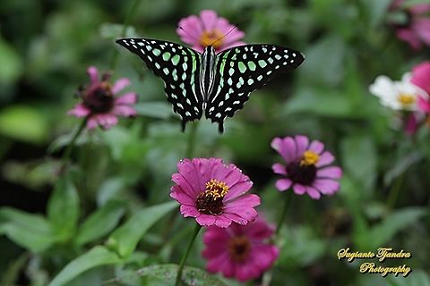 Tailed Jay Butterfly, Graphium agamemnon "flying over the Zinnia flowers"  Geotagged,Graphium agamemnon,Indonesia,Spring,Tailed Jay