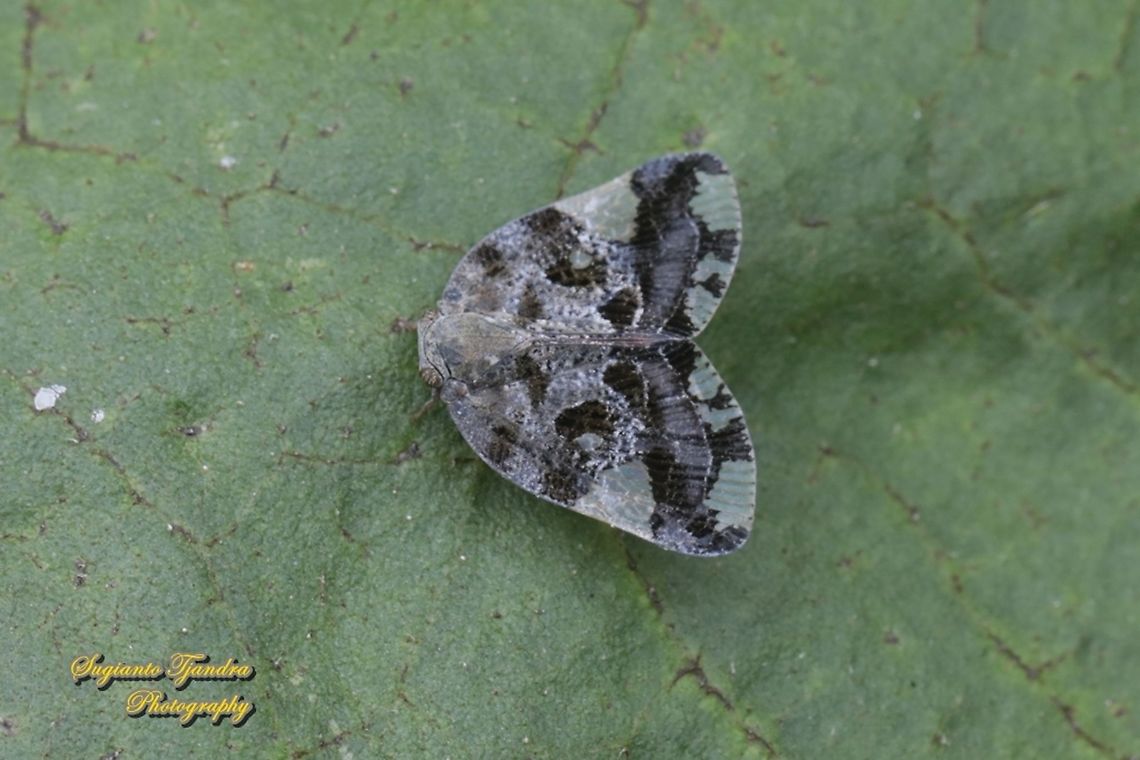 Ricaniid Planthopper, Ricania speculum, Ricaniidae  Geotagged,Indonesia,Ricania speculum,Ricaniid Planthopper,Spring