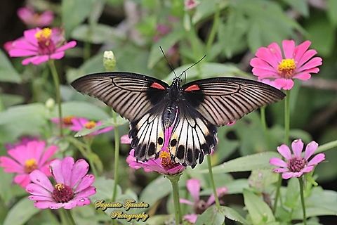 Great Mormon Butterfly, Papilio memnon memnon f. hiera "sucking nectar on the Zinnia flowers"  Geotagged,Great Mormon,Indonesia,Papilio memnon,Spring