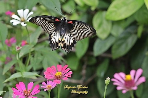 Great Mormon Butterfly, Papilio memnon memnon f. hiera "flying off from the Zinnia flowers"  Geotagged,Great Mormon,Indonesia,Papilio memnon,Spring