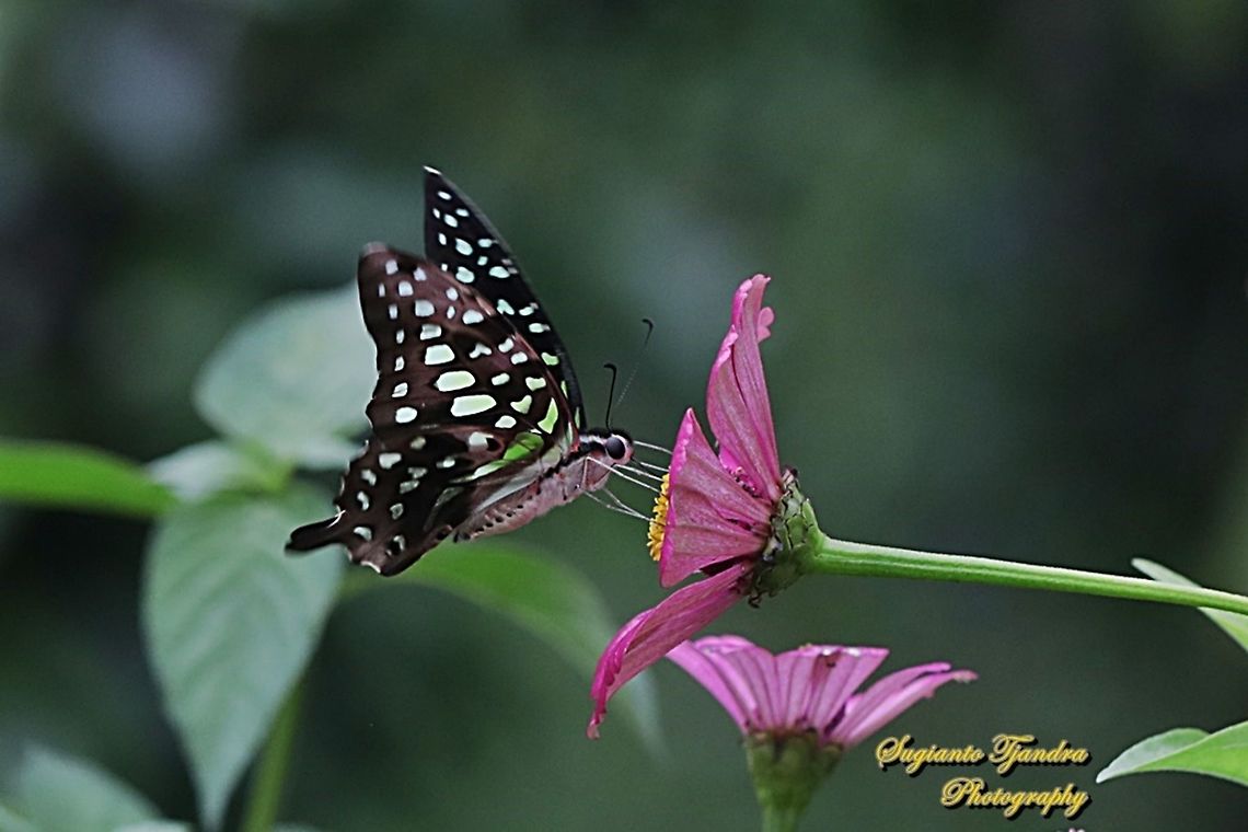 Tailed Jay Butterfly, Graphium agamemnon "sucking nectar on the Zinnia flowers"  Geotagged,Graphium agamemnon,Indonesia,Spring,Tailed Jay