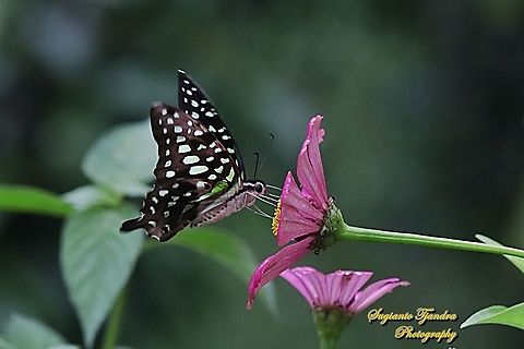 Tailed Jay Butterfly, Graphium agamemnon "sucking nectar on the Zinnia flowers"  Geotagged,Graphium agamemnon,Indonesia,Spring,Tailed Jay