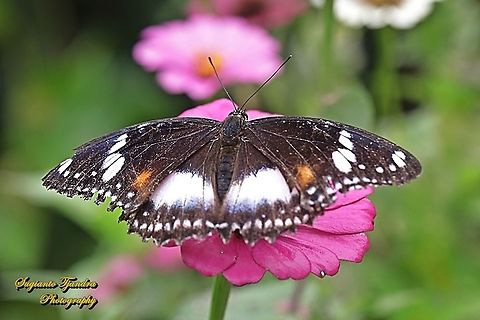 Great eggfly, Hypolimnas bolina bolina - female, upperside "sucking nectar on the Zinnia flower"  Geotagged,Great eggfly,Hypolimnas bolina,Indonesia,Spring