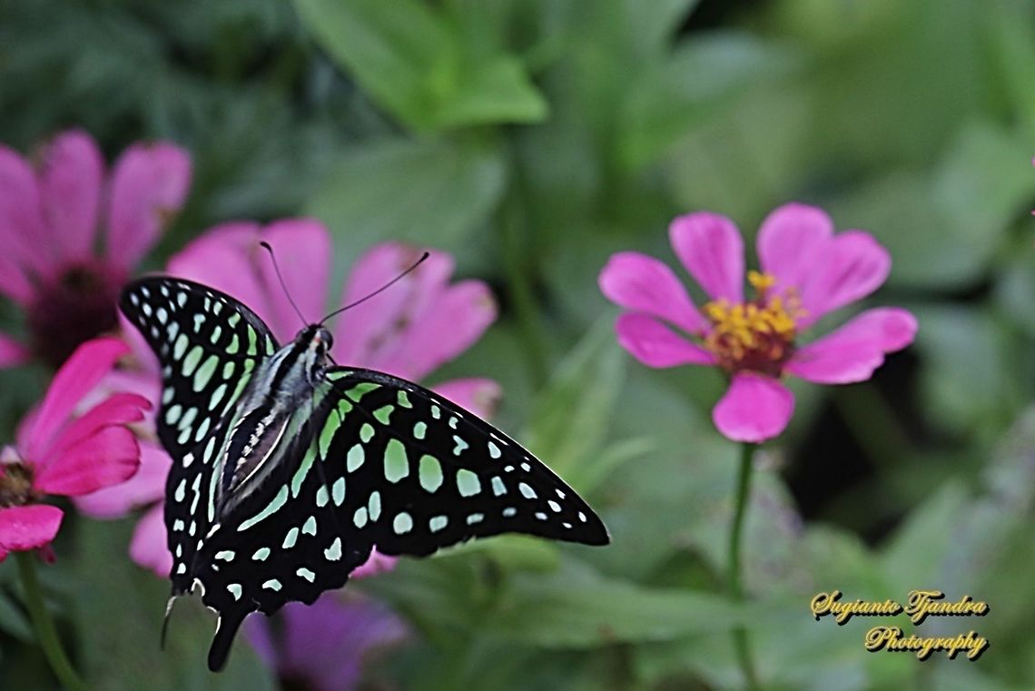 Tailed Jay Butterfly, Graphium agamemnon "flying over the Zinnia flowers"  Geotagged,Graphium agamemnon,Indonesia,Spring,Tailed Jay
