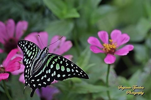 Tailed Jay Butterfly, Graphium agamemnon "flying over the Zinnia flowers"  Geotagged,Graphium agamemnon,Indonesia,Spring,Tailed Jay