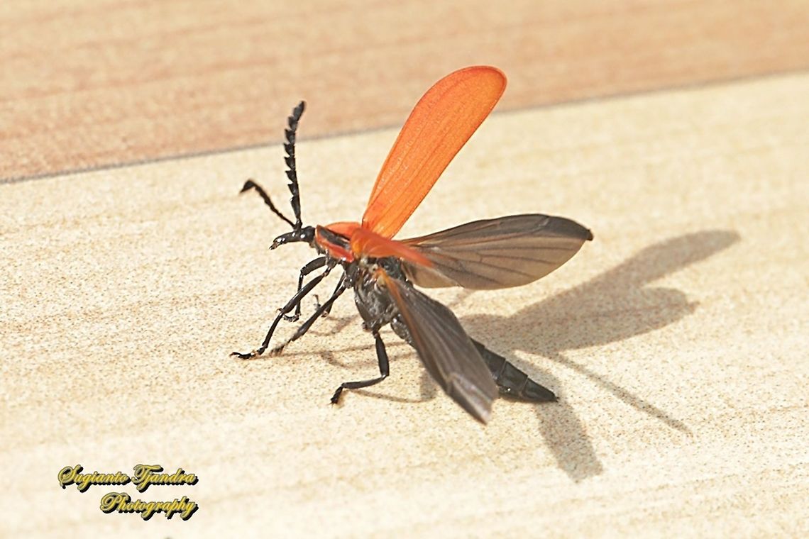 Red net-winged beetle, Dictyoptera aurora, family Lycidae  Dictyoptera  aurora,Geotagged,Golden Net-winged Beetle,Indonesia,Summer