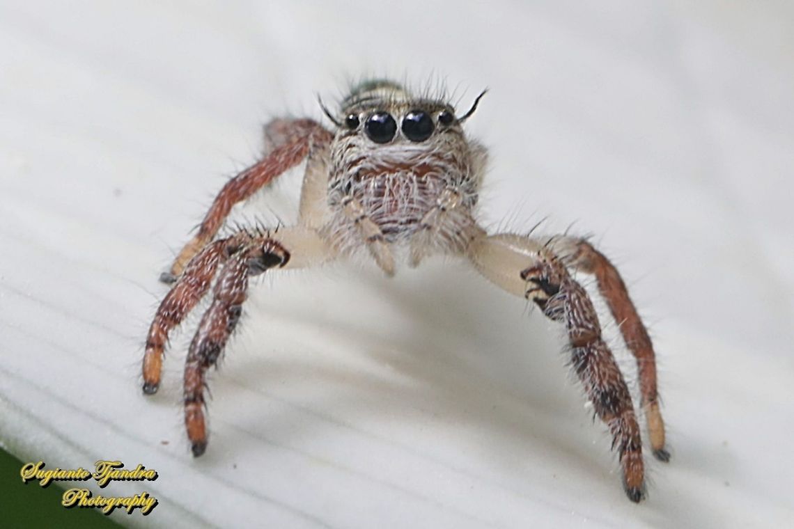 Jumping Spider, Hyllus diardi, family Salticidae - juvenile  Geotagged,Hyllus diardi,Indonesia,Summer
