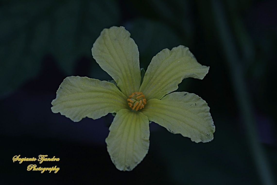 Bitter gourd flower, Momordica charantia,  family Cucurbitaceae  Bitter Melon,Geotagged,Indonesia,Momordica charantia,Summer