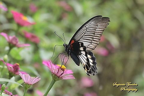 Great Mormon Butterfly, Papilio memnon memnon f. hiera "sucking nectar on the Zinnia flowers"  Geotagged,Great Mormon,Indonesia,Papilio memnon,Spring