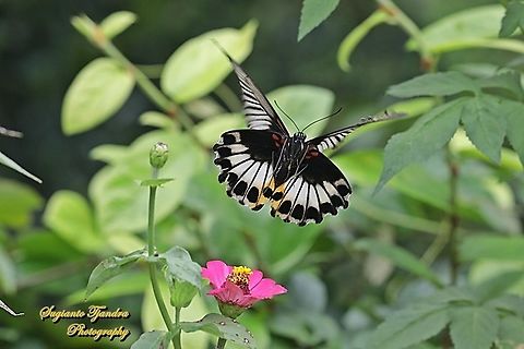 Great Mormon Butterfly, Papilio memnon memnon f. hiera "flying off from the Zinnia flowers"  Geotagged,Great Mormon,Indonesia,Papilio memnon,Spring