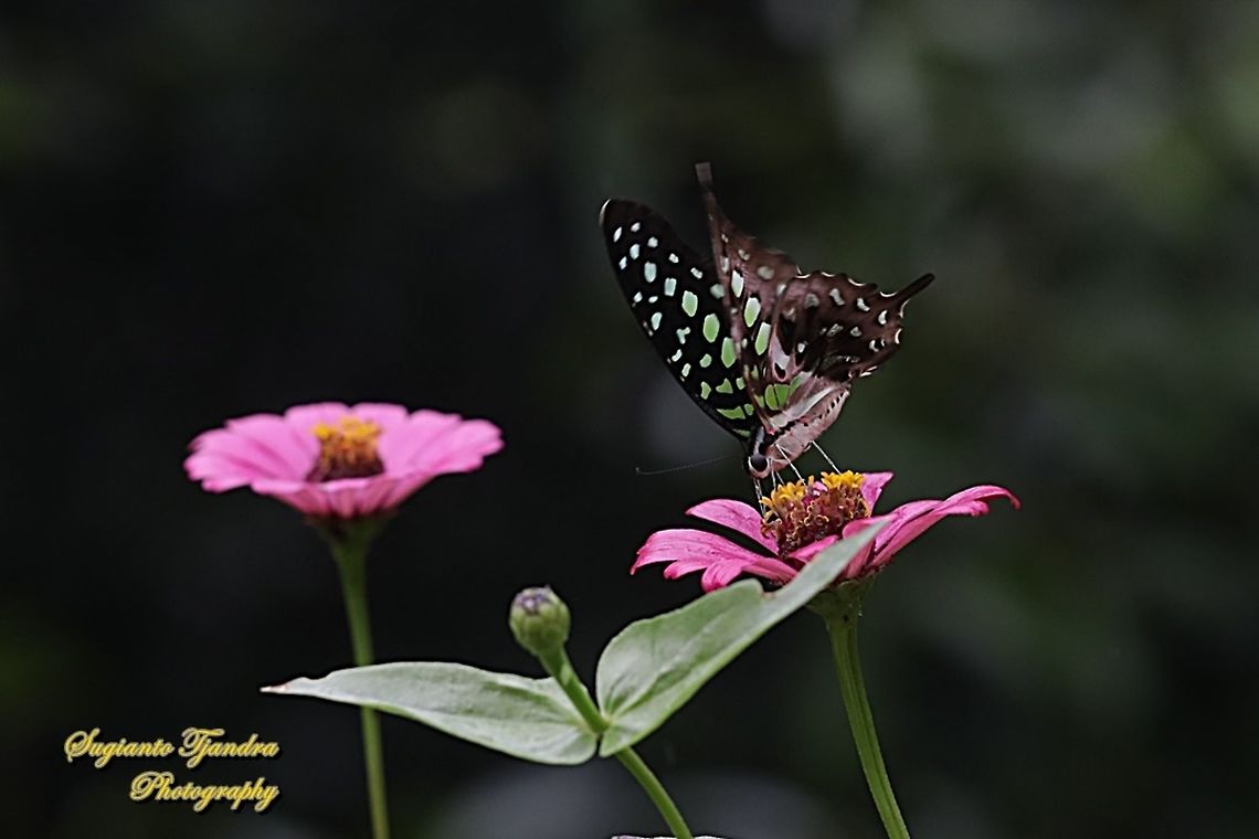 Tailed Jay Butterfly, Graphium agamemnon "sucking nectar on the Zinnia flowers"  Geotagged,Graphium agamemnon,Indonesia,Spring,Tailed Jay