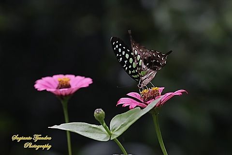 Tailed Jay Butterfly, Graphium agamemnon "sucking nectar on the Zinnia flowers"  Geotagged,Graphium agamemnon,Indonesia,Spring,Tailed Jay