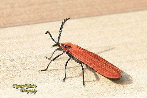 Red net-winged beetle, Dictyoptera aurora, family Lycidae  Geotagged,Indonesia,Summer