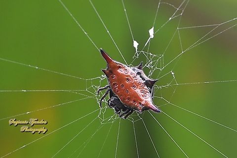 Parallel-spined Spiny orb-weaver spider, Gasteracantha diardi  Gasteracantha diardi,Geotagged,Indonesia,Parallel-spined Spiny Orbweaver,Summer