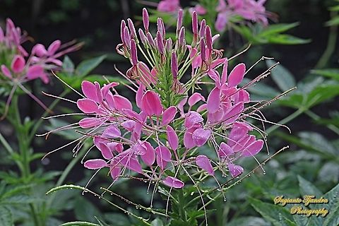 Spider flowers, Cleome hassleriana  Cleome hassleriana,Geotagged,Indonesia,Spider Flower,Summer