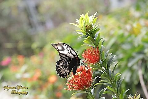 Great Mormon Butterfly, Papilio memnon memnon "sucking nectar on the Jungle geranium flowers, Ixora coccinea, family Rubiaceae"  Geotagged,Great Mormon,Indonesia,Papilio memnon,Summer