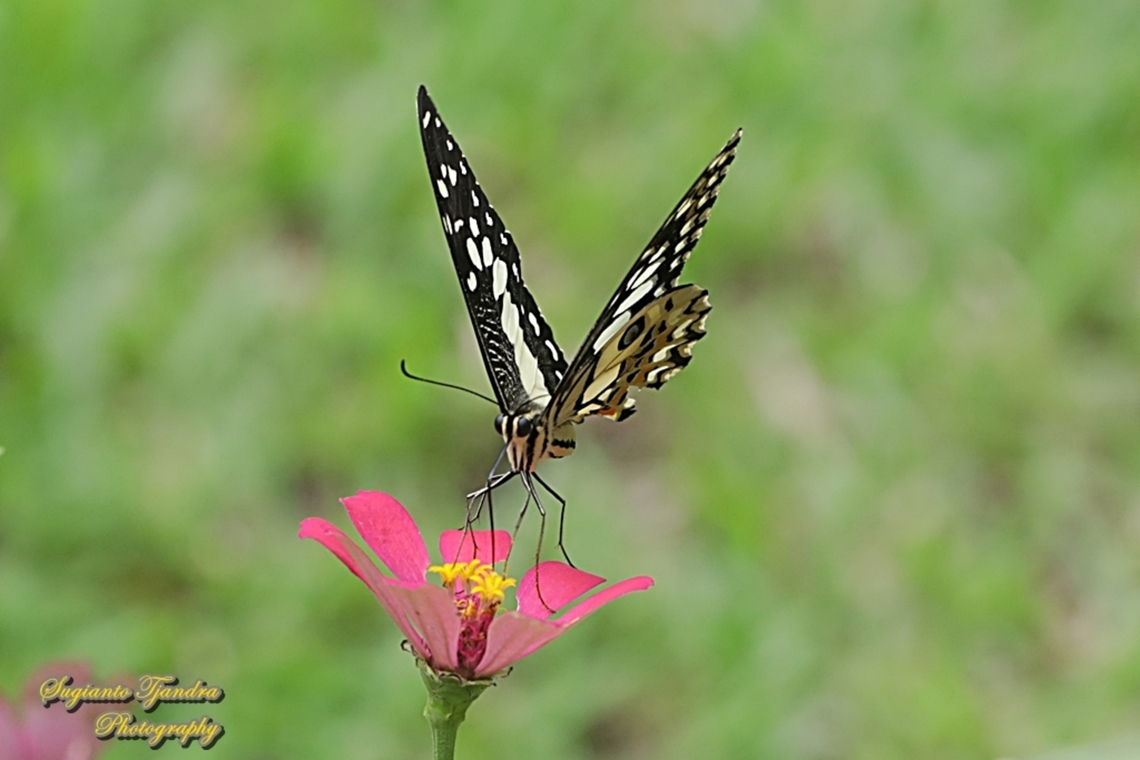 Common Lime butterfly (Papilio demoleus) "sucking nectar on the Zinnia flower"  Geotagged,Indonesia,Lime Swallowtail,Papilio demoleus,Summer