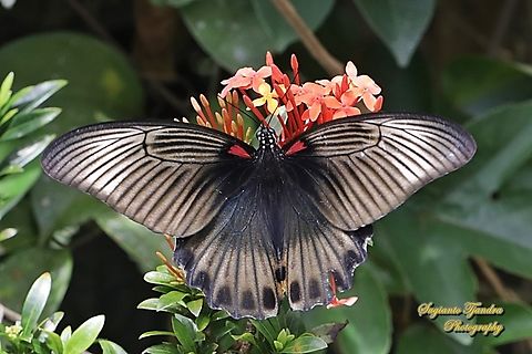 Great Mormon Butterfly, Papilio memnon memnon "sucking nectar on the Jungle geranium flowers, Ixora coccinea, family Rubiaceae"  Geotagged,Great Mormon,Indonesia,Papilio memnon,Summer