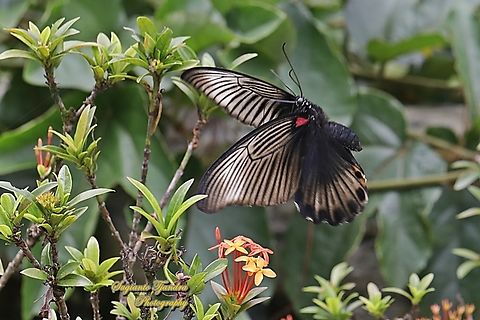 Great Mormon Butterfly, Papilio memnon memnon "flying over the Jungle geranium flowers, Ixora coccinea, family Rubiaceae"  Geotagged,Great Mormon,Indonesia,Papilio memnon,Summer