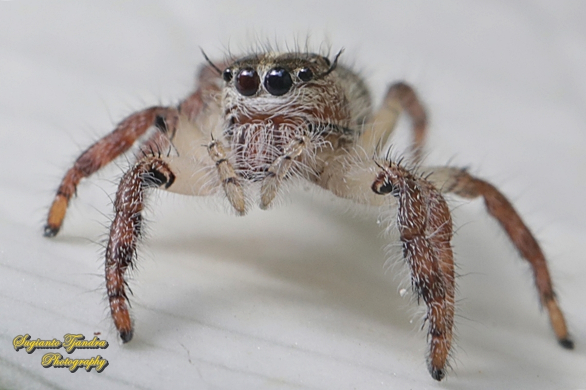 Jumping Spider, Hyllus diardi, family Salticidae - juvenile  Geotagged,Hyllus diardi,Indonesia,Summer