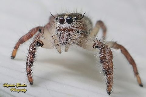 Jumping Spider, Hyllus diardi, family Salticidae - juvenile  Geotagged,Hyllus diardi,Indonesia,Summer